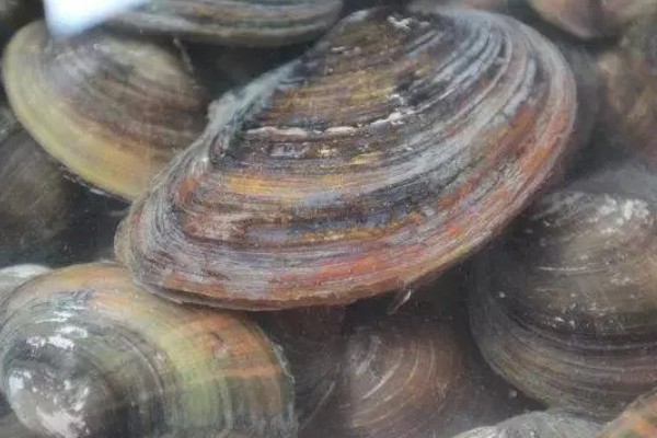 河蚌有什么种类,常见褶纹冠蚌、三角帆蚌等品种