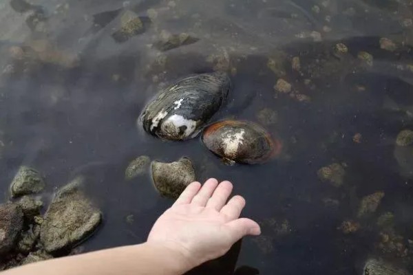 河蚌有什么种类,常见褶纹冠蚌、三角帆蚌等品种