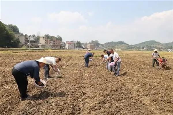 油菜的播种方式，条播、穴播、撒播均可使用