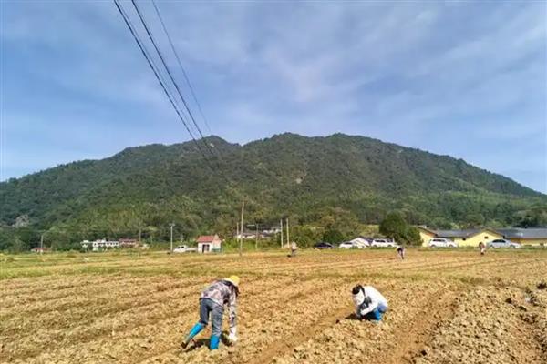 油菜的播种方式，条播、穴播、撒播均可使用