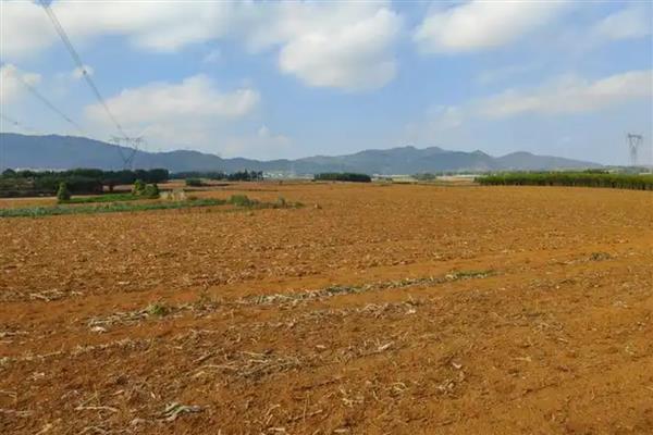 油菜的播种方式，条播、穴播、撒播均可使用