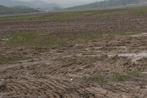 油菜的播种方式，条播、穴播、撒播均可使用