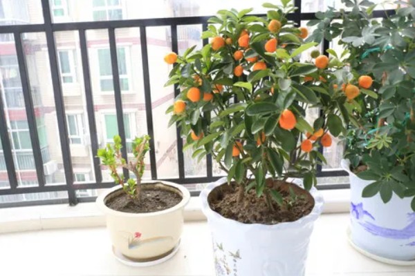 金桔结果后掉果怎么处理，需及时补充养分