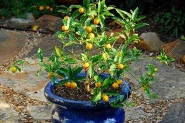 金桔结果后掉果怎么处理，需及时补充养分