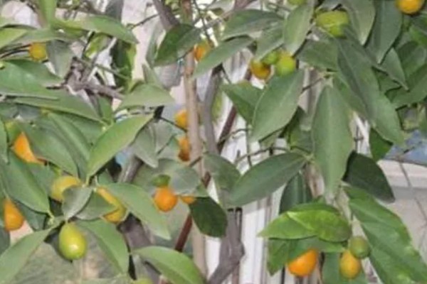 金桔结果后掉果怎么处理，需及时补充养分