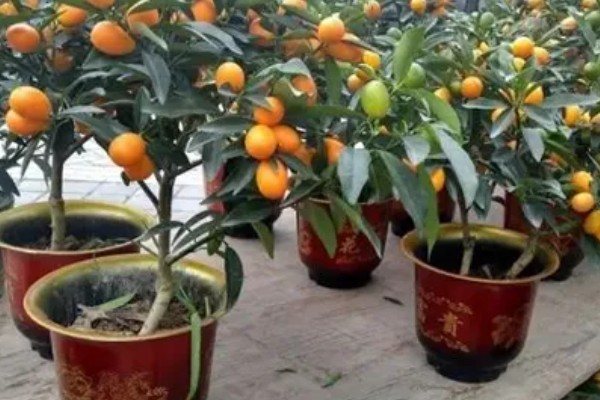 金桔结果后掉果怎么处理，需及时补充养分