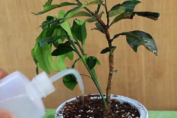 金桔结果后掉果怎么处理，需及时补充养分