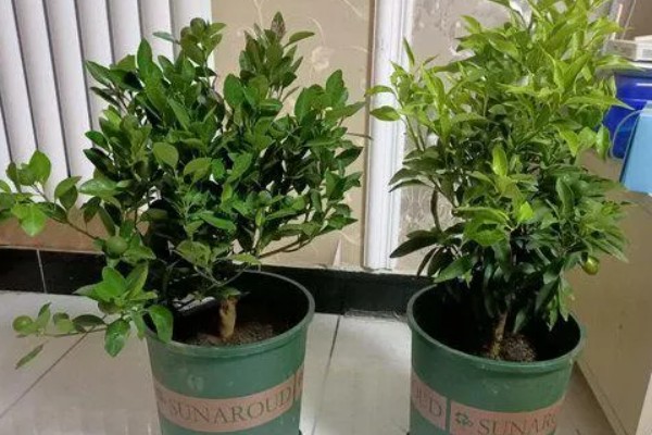 金桔结果后掉果怎么处理，需及时补充养分