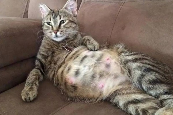 猫咪怀孕能不能打疫苗，注射后可能会导致流产