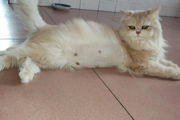 猫咪怀孕能不能打疫苗，注射后可能会导致流产