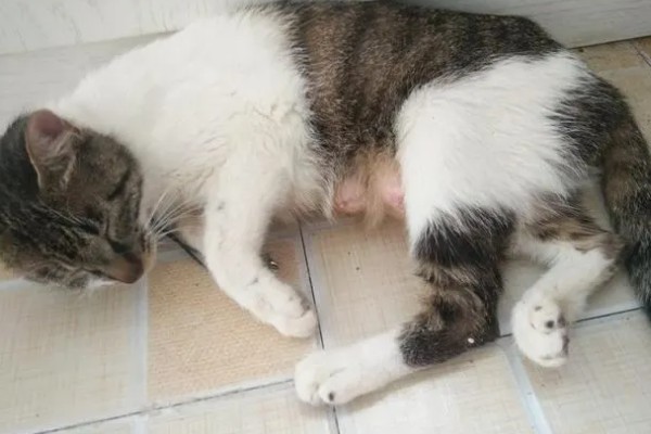 猫咪怀孕能不能打疫苗，注射后可能会导致流产