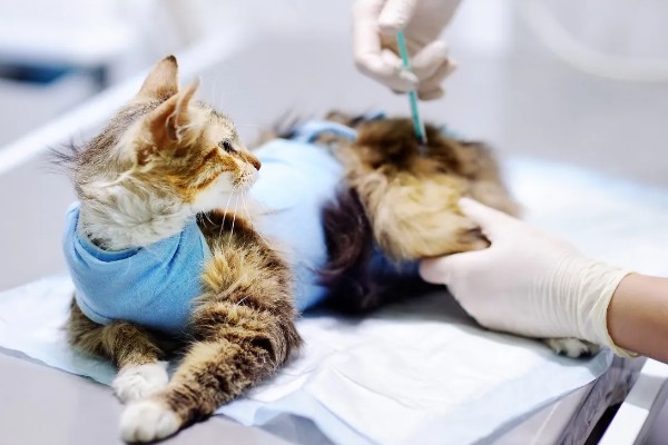 猫咪怀孕能不能打疫苗，注射后可能会导致流产