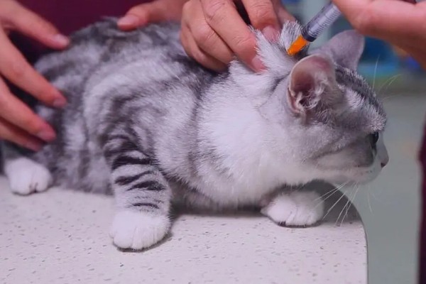 猫咪怀孕能不能打疫苗，注射后可能会导致流产