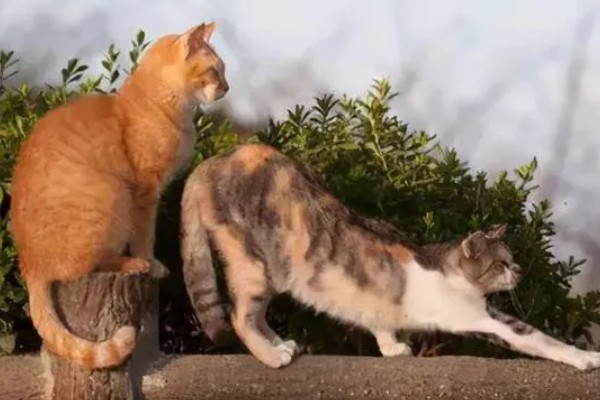 猫咪怀孕能不能打疫苗，注射后可能会导致流产