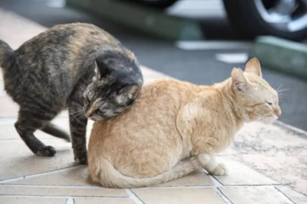 猫咪怀孕能不能打疫苗，注射后可能会导致流产