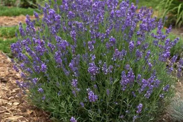 薰衣草的花期，花期在6-8月份
