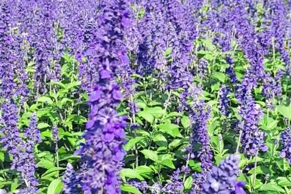 薰衣草的花期，花期在6-8月份