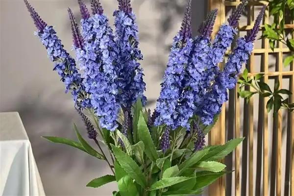 薰衣草的花期，花期在6-8月份