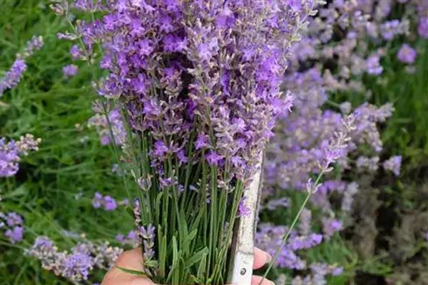 薰衣草的花期，花期在6-8月份