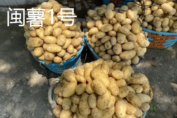 中熟马铃薯的品种，有闽薯1号、紫花白等