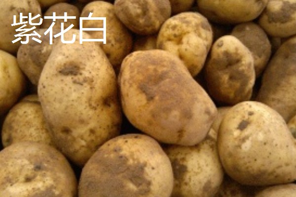 中熟马铃薯的品种，有闽薯1号、紫花白等
