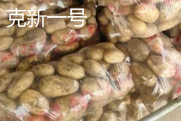 中熟马铃薯的品种，有闽薯1号、紫花白等