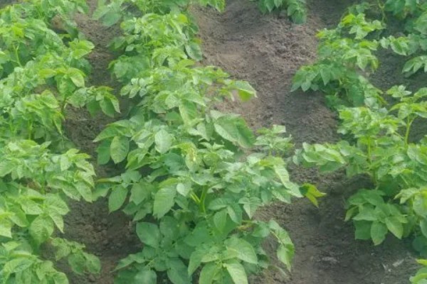 中熟马铃薯的品种，有闽薯1号、紫花白等