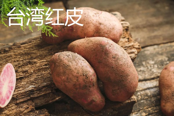 中熟马铃薯的品种，有闽薯1号、紫花白等