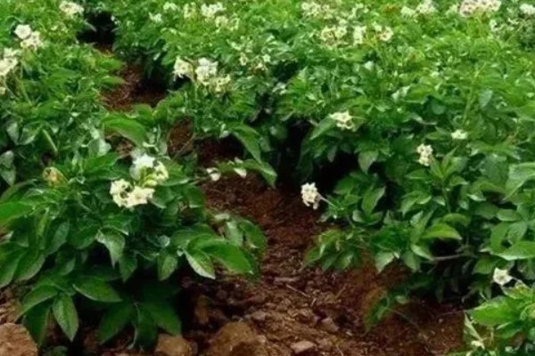 中熟马铃薯的品种，有闽薯1号、紫花白等