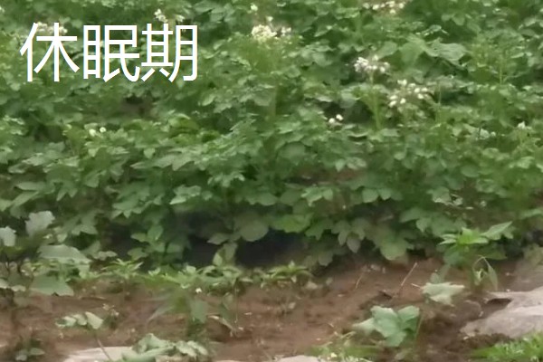 中熟马铃薯的品种，有闽薯1号、紫花白等
