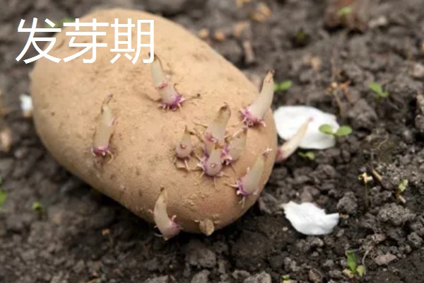 中熟马铃薯的品种，有闽薯1号、紫花白等