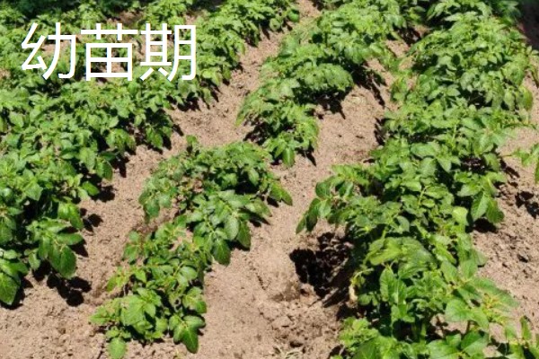 中熟马铃薯的品种，有闽薯1号、紫花白等