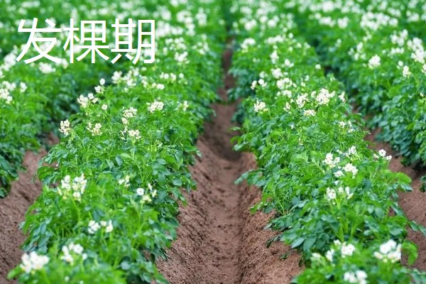 中熟马铃薯的品种，有闽薯1号、紫花白等