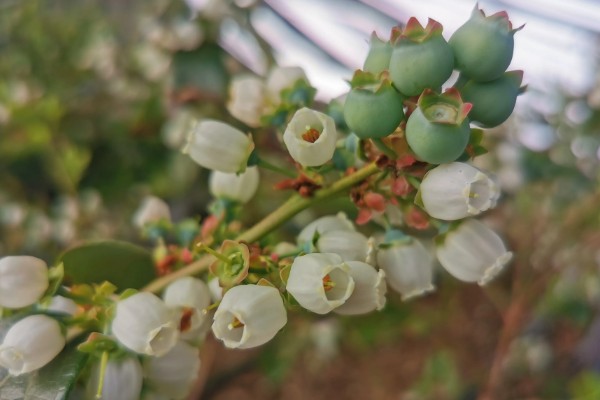 蓝莓开花到成熟要几天，一般需要60天左右