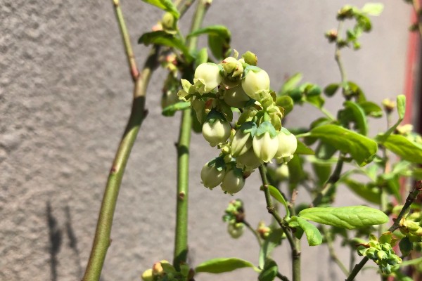 蓝莓开花到成熟要几天，一般需要60天左右