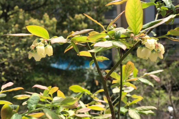 蓝莓开花到成熟要几天，一般需要60天左右