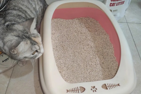 猫砂铺多厚最合适，以3到5厘米为宜