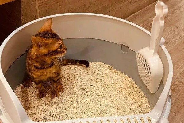 猫砂铺多厚最合适，以3到5厘米为宜