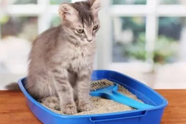 猫砂铺多厚最合适，以3到5厘米为宜