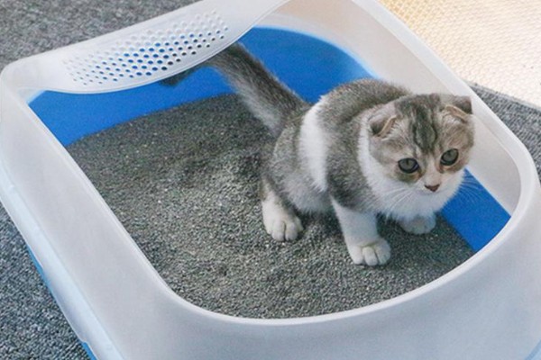 猫砂铺多厚最合适，以3到5厘米为宜