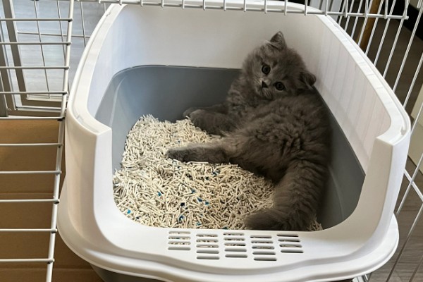 猫砂铺多厚最合适，以3到5厘米为宜