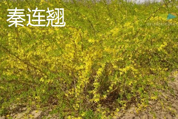 连翘的种类，常见的有秦连翘、丽江连翘等