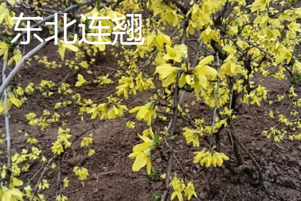 连翘的种类，常见的有秦连翘、丽江连翘等