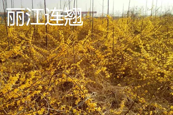 连翘的种类，常见的有秦连翘、丽江连翘等