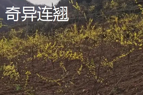 连翘的种类，常见的有秦连翘、丽江连翘等