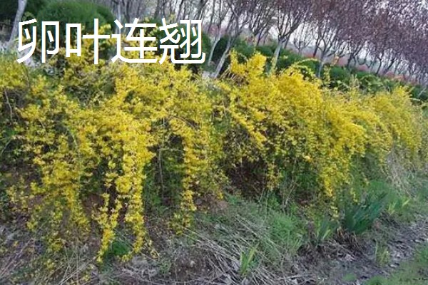 连翘的种类，常见的有秦连翘、丽江连翘等