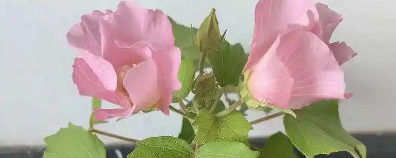 木芙蓉怎么繁殖，以扦插、分株、压条为主
