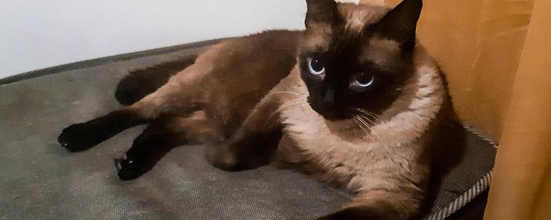 暹罗猫吃什么猫粮，原料里必须添加肉