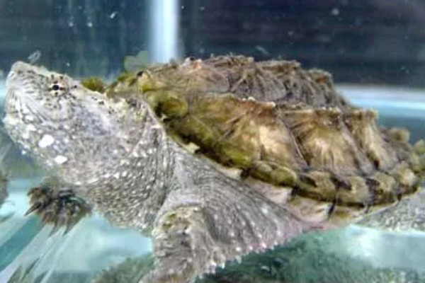 鳄龟对水质有什么要求,水质干净清爽即可