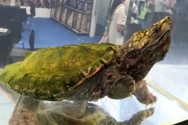 鳄龟对水质有什么要求,水质干净清爽即可